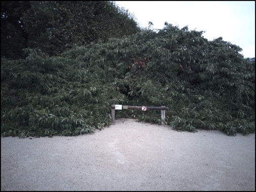 Cherry tree