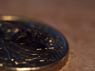 Fly