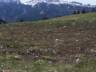 Fleurs