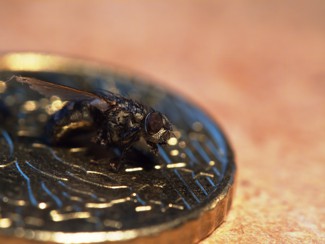 Fly