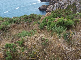 Guernsey